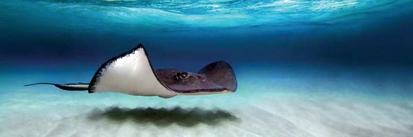 Photography: Southern Stingray, North Sound, Grand Cayman, Cayman Islands by Panoramic Images