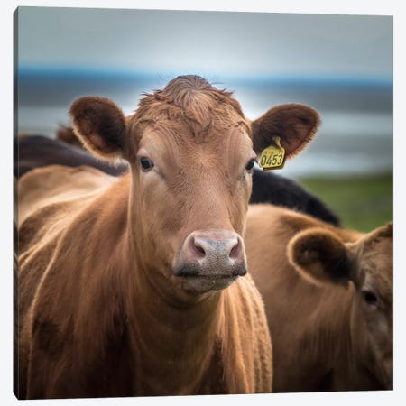 You Talking To Me? Canvas Print #PIM13999} by Panoramic Images Canvas Wall Art