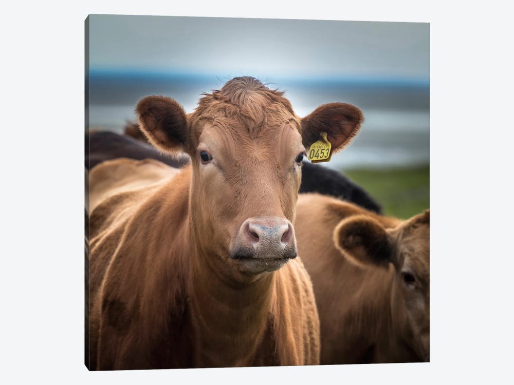 You Talking To Me? by Panoramic Images 1-piece Canvas Artwork