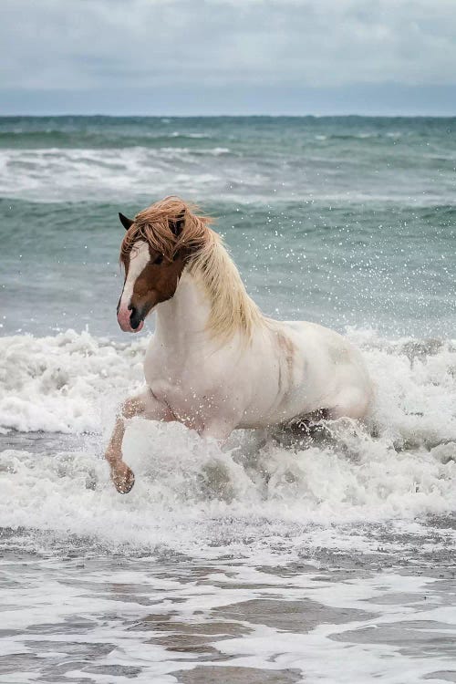 Icelandic Horse In The Sea, Longufjorur Beach, Snaefellsnes Peninsula, Vesturland, Iceland