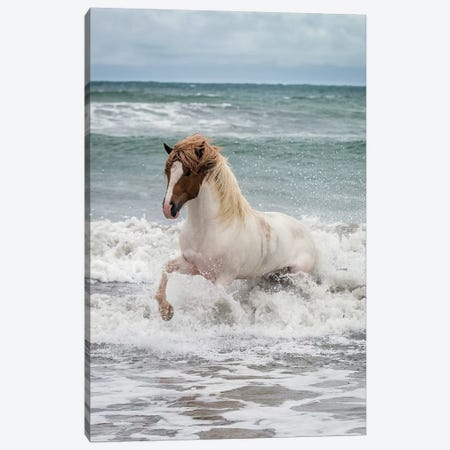 Icelandic Horse In The Sea, Longufjorur Beach, Snaefellsnes Peninsula, Vesturland, Iceland Canvas Print #PIM14000} by Panoramic Images Canvas Print