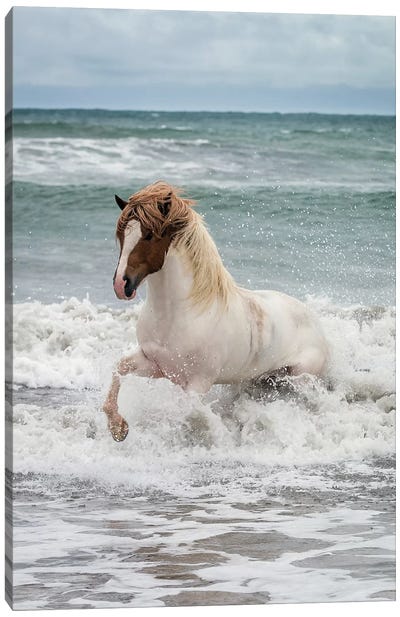 Icelandic Horse In The Sea, Longufjorur Beach, Snaefellsnes Peninsula, Vesturland, Iceland Canvas Art Print - Iceland Art