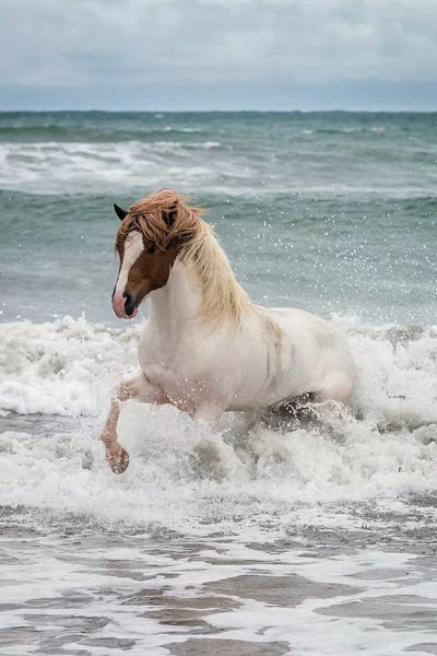 Horses: Icelandic Horse In The Sea, Longufjorur Beach, Snaefellsnes Peninsula, Vesturland, Iceland by Panoramic Images