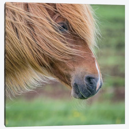 Icelandic Horse I Canvas Print #PIM14002} by Panoramic Images Art Print