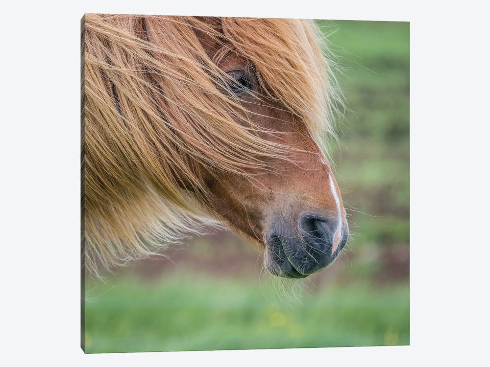 Icelandic Horse I by Panoramic Images 1-piece Canvas Art