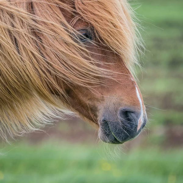 Iceland: Icelandic Horse I by Panoramic Images