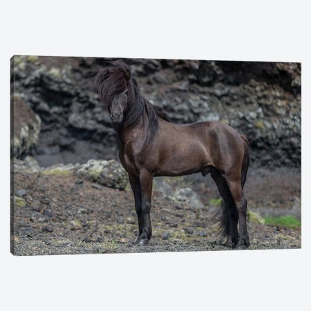 Icelandic Black Stallion I Canvas Print #PIM14003} by Panoramic Images Art Print
