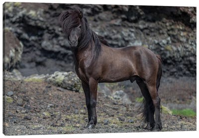 Icelandic Black Stallion I Canvas Art Print - Iceland Art