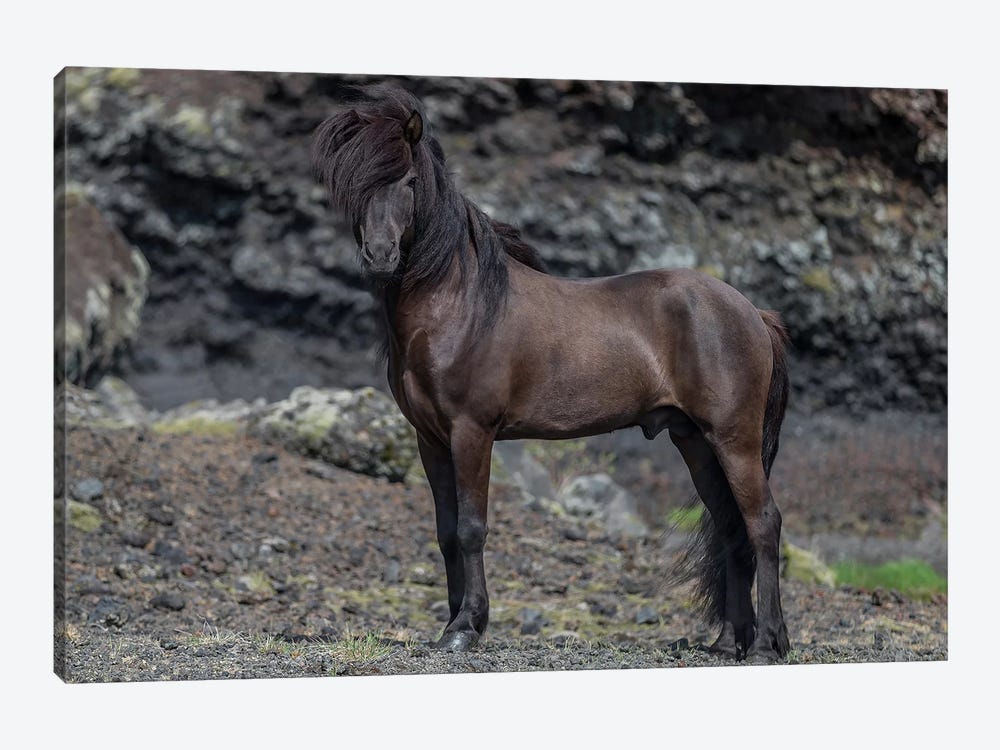 Icelandic Black Stallion I by Panoramic Images 1-piece Art Print