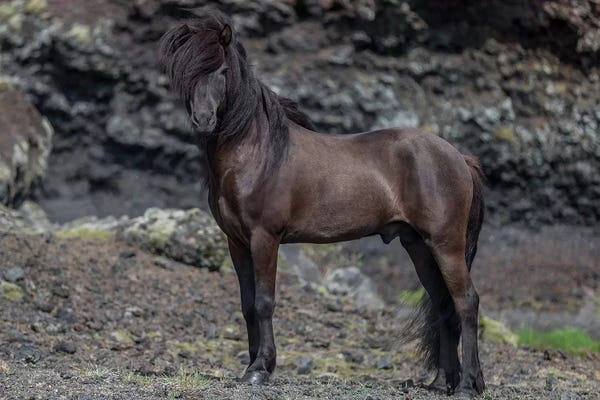 Iceland: Icelandic Black Stallion I by Panoramic Images