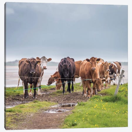 Herd of Grazing Cows, Iceland Canvas Print #PIM14005} by Panoramic Images Canvas Art