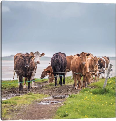 Herd of Grazing Cows, Iceland Canvas Art Print - Iceland Art