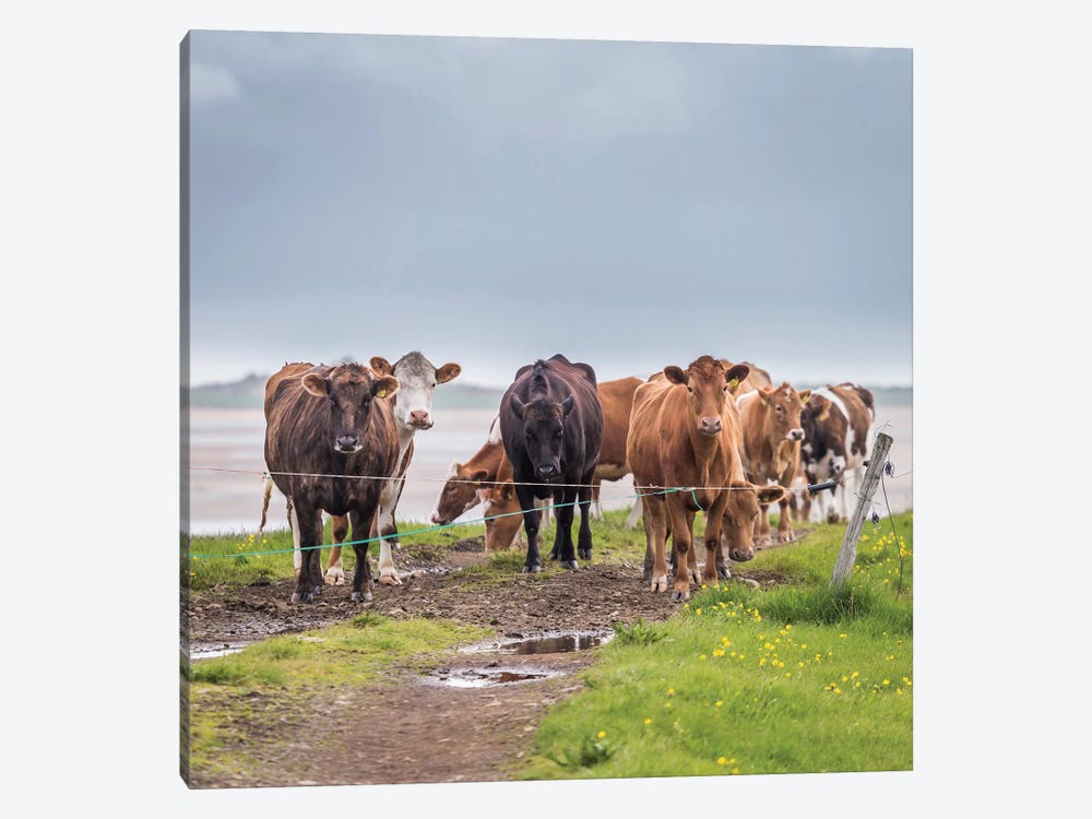 Herd of Grazing Cows, Iceland by Panoramic Images 1-piece Art Print