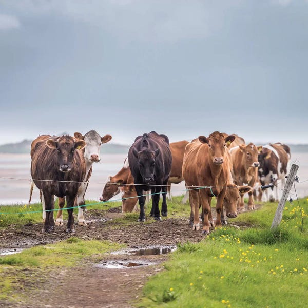 Iceland: Herd of Grazing Cows, Iceland by Panoramic Images
