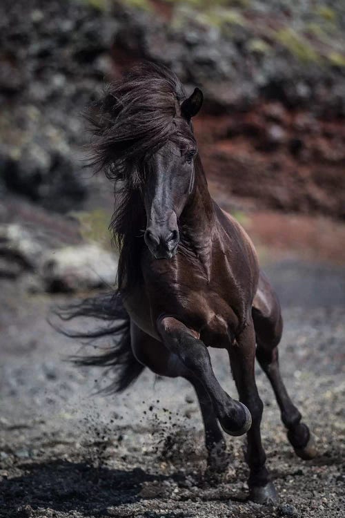 Icelandic Black Stallion II