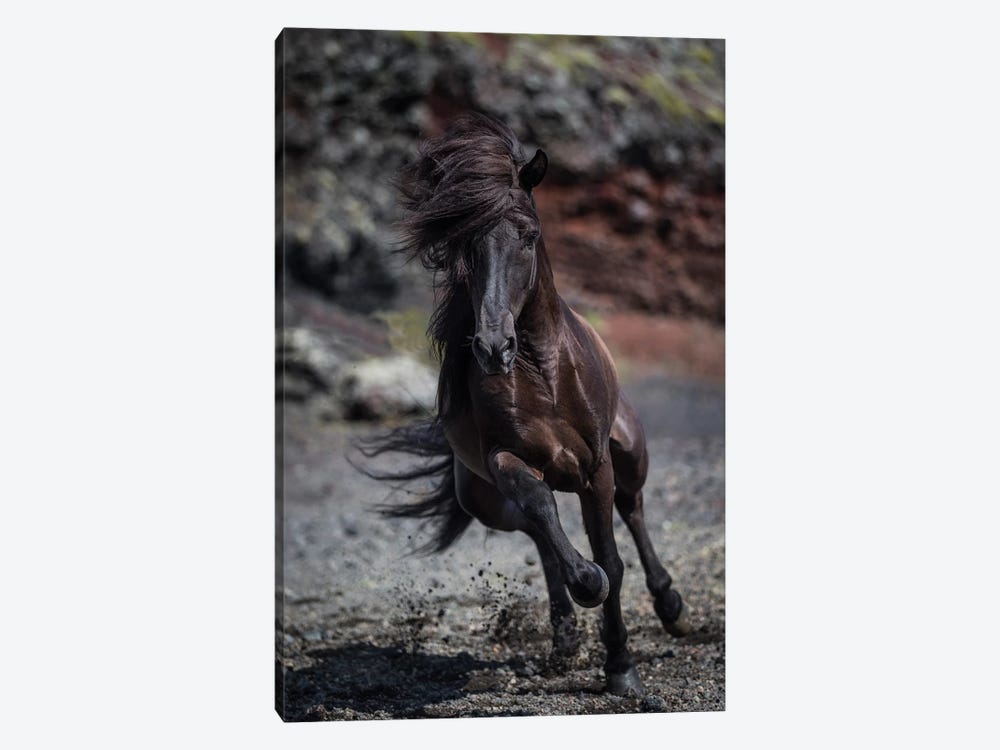 Icelandic Black Stallion II by Panoramic Images 1-piece Canvas Artwork