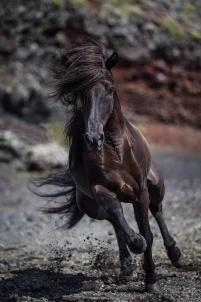 Iceland: Icelandic Black Stallion II by Panoramic Images