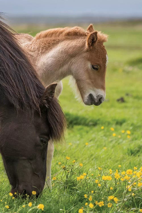 Purebred Icelandic Mare And Newborn Foal I