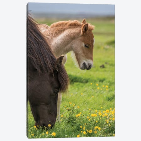 Purebred Icelandic Mare And Newborn Foal I Canvas Print #PIM14007} by Panoramic Images Canvas Art
