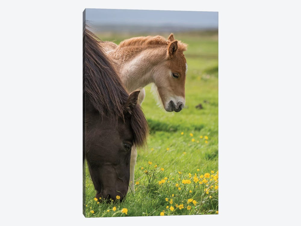 Purebred Icelandic Mare And Newborn Foal I by Panoramic Images 1-piece Canvas Print