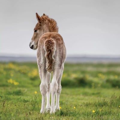 Purebred Icelandic Foal I by Panoramic Images canvas print