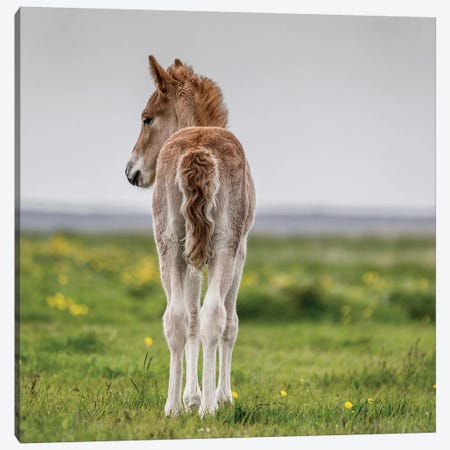 Purebred Icelandic Foal I Canvas Print #PIM14008} by Panoramic Images Canvas Print