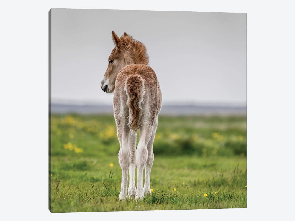 Purebred Icelandic Foal I by Panoramic Images 1-piece Canvas Wall Art