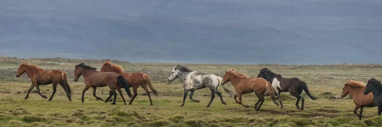 Herd of Icelandic Horses Running In The Countryside