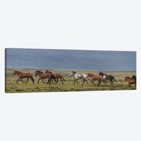 Herd of Icelandic Horses Running In The Countryside Canvas Print #PIM14009} by Panoramic Images Art Print