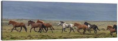 Herd of Icelandic Horses Running In The Countryside Canvas Art Print - Iceland Art