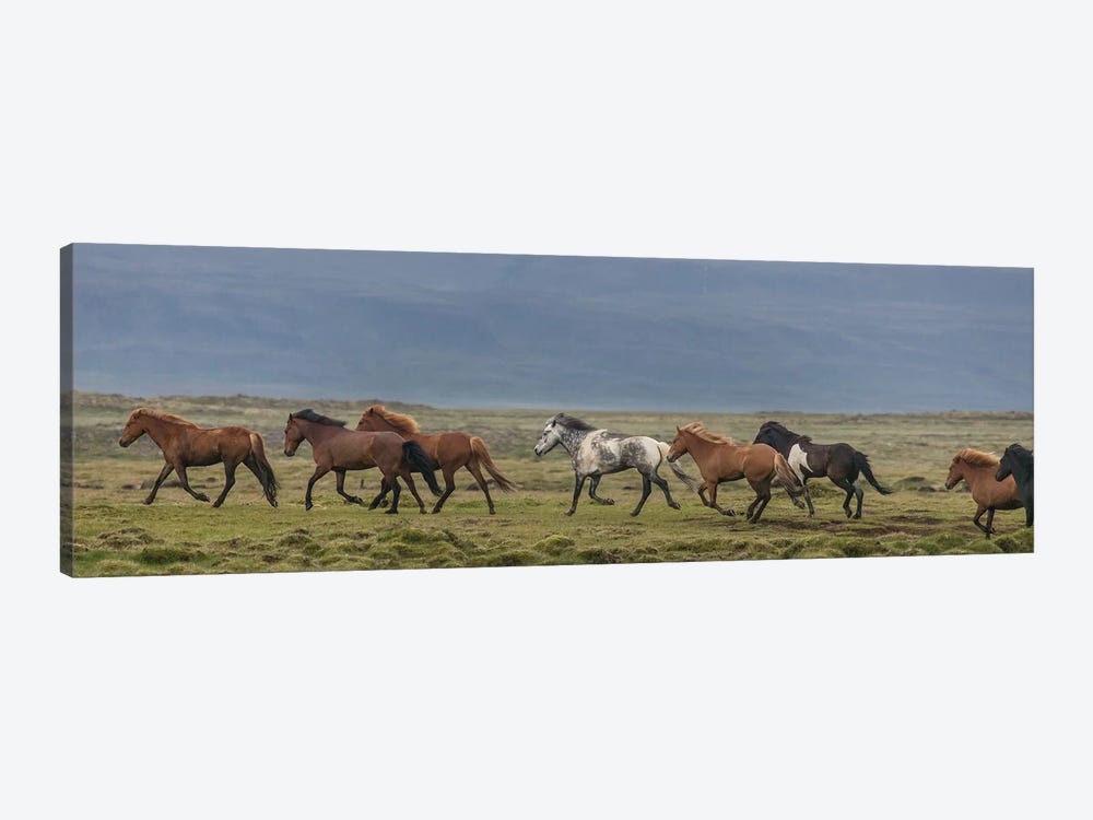 Herd of Icelandic Horses Running In The Countryside by Panoramic Images 1-piece Canvas Print
