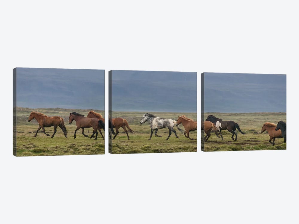 Herd of Icelandic Horses Running In The Countryside by Panoramic Images 3-piece Art Print