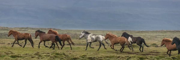 Iceland: Herd of Icelandic Horses Running In The Countryside by Panoramic Images