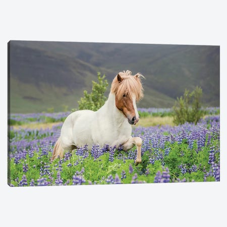 Trotting Icelandic Horse I, Lupine Fields, Iceland Canvas Print #PIM14010} by Panoramic Images Canvas Artwork