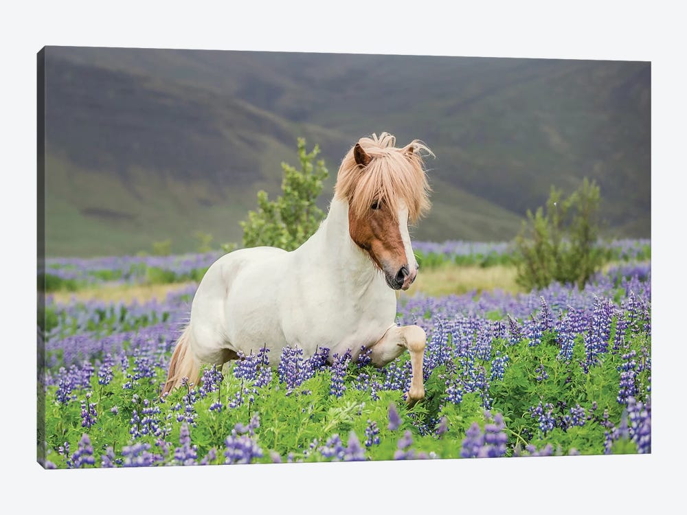 Trotting Icelandic Horse I, Lupine Fields, Iceland by Panoramic Images 1-piece Art Print
