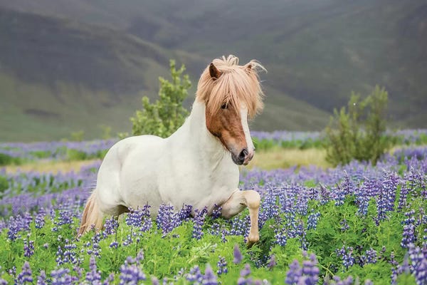 Iceland: Trotting Icelandic Horse I, Lupine Fields, Iceland by Panoramic Images