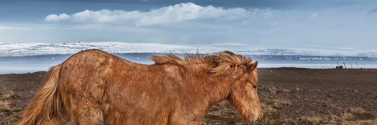 Icelandic Horse II