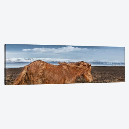 Icelandic Horse II Canvas Print #PIM14011} by Panoramic Images Canvas Wall Art