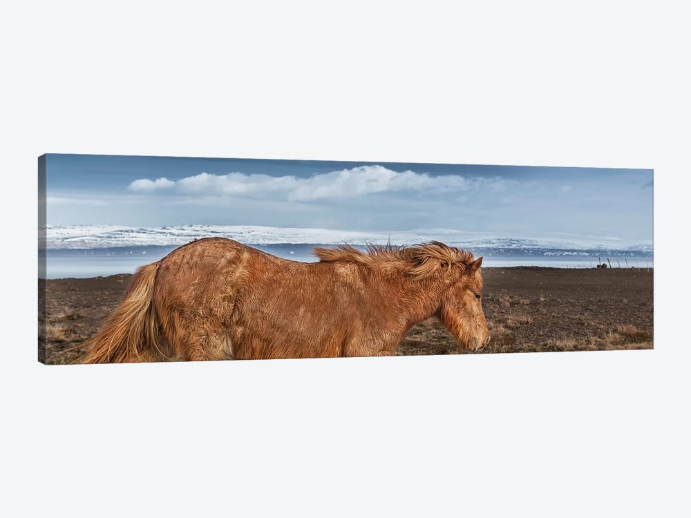 Icelandic Horse II by Panoramic Images 1-piece Canvas Artwork