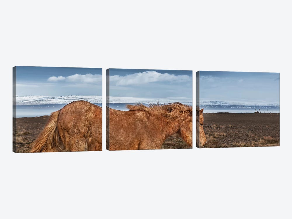 Icelandic Horse II by Panoramic Images 3-piece Canvas Art