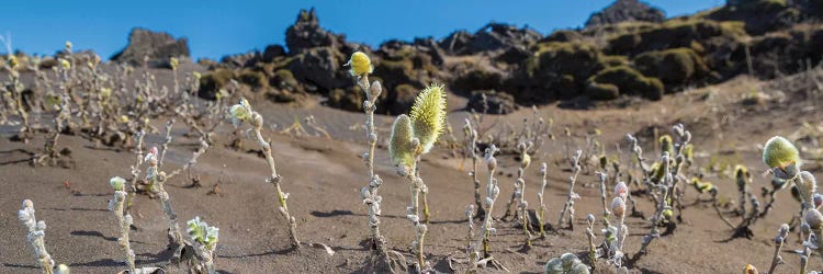 Woolly Willow, Black Sands, Iceland