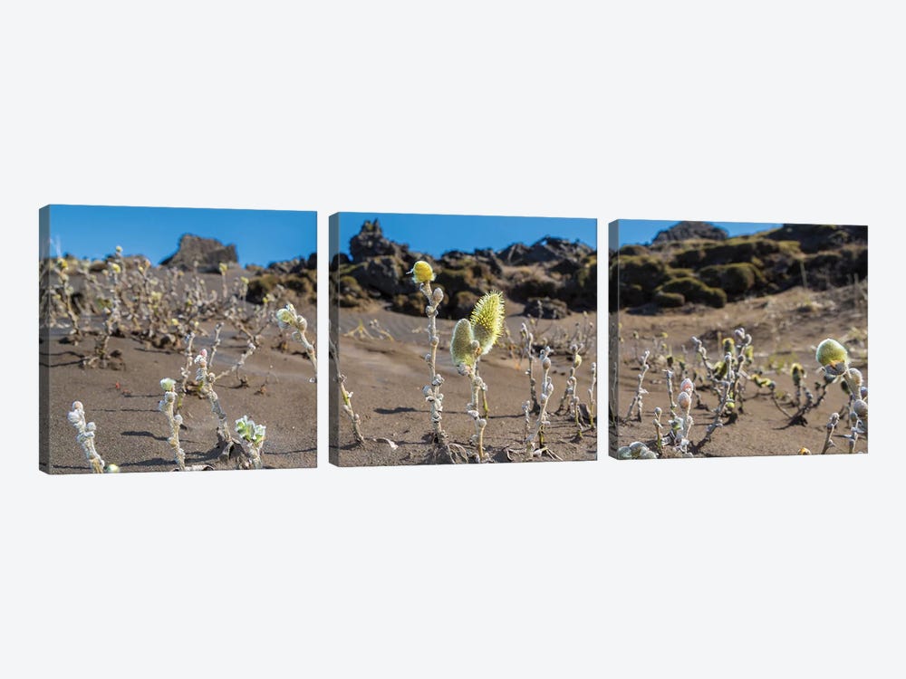 Woolly Willow, Black Sands, Iceland by Panoramic Images 3-piece Art Print