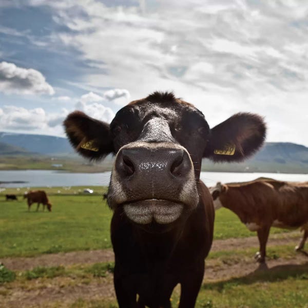 Photogenic Animals: Say What??? by Panoramic Images