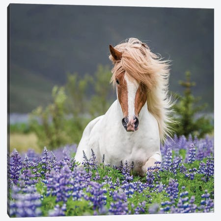 Trotting Icelandic Horse II, Lupine Fields, Iceland Canvas Print #PIM14016} by Panoramic Images Canvas Art Print