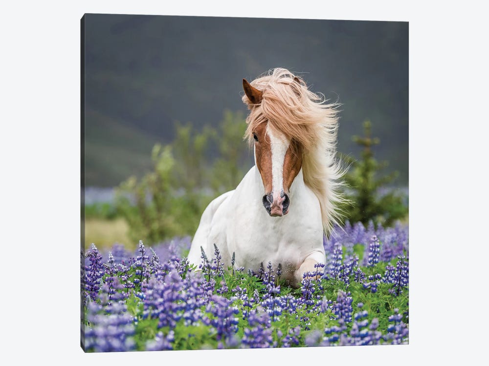 Trotting Icelandic Horse II, Lupine Fields, Iceland by Panoramic Images 1-piece Canvas Art Print
