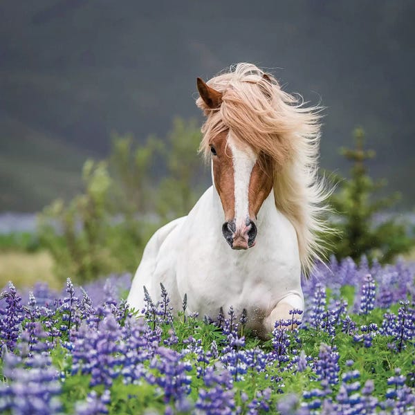 Bluebonnets: Trotting Icelandic Horse II, Lupine Fields, Iceland by Panoramic Images