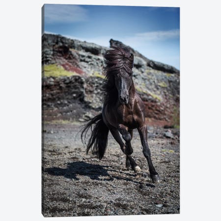 Icelandic Black Stallion III Canvas Print #PIM14018} by Panoramic Images Canvas Art