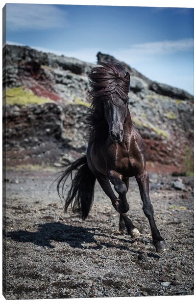Icelandic Black Stallion III Canvas Art Print - Iceland Art
