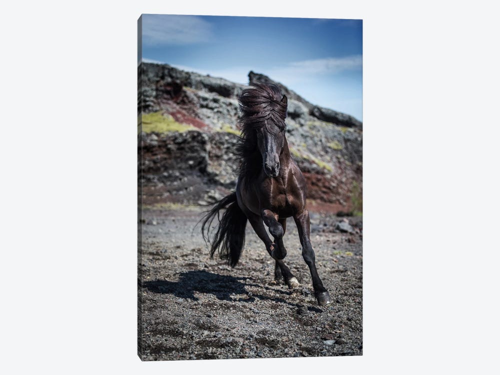Icelandic Black Stallion III by Panoramic Images 1-piece Canvas Art Print