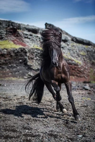 Iceland: Icelandic Black Stallion III by Panoramic Images